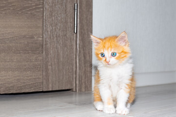 Fototapeta na wymiar A small red kitten is sitting on the floor in the room, near the door. raising domestic animals. copy space.