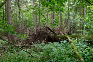 Partly declined broken oak roots