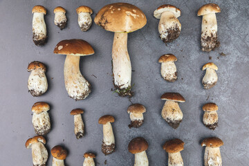 Autumn fall composition. Raw edible mushrooms Penny Bun on dark black stone shale background. Ceps over gray table. Cooking delicious organic mushroom gourmet food. Flat lay top view
