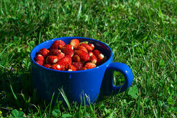 Fresh wild strawberries in a bowl standing on the grass. Freshly picked red garden strawberries in a bowl. Wild berries.