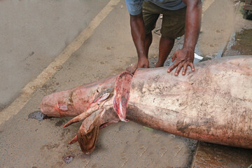 Hunters are killing sharks in the sea. Sharks are becoming extinct
