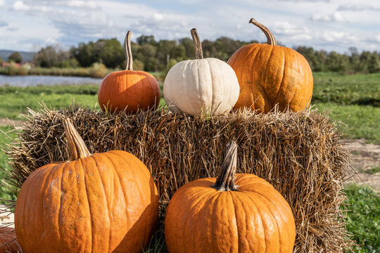 Fresh pumpkins for sale at local orchard in Finger Lakes Region of New York. 