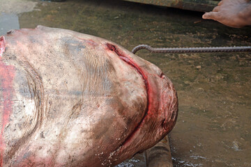
Sharks are disappearing in the sea, but fishermen are hunting sharks. Catching sharks and selling them in the market.