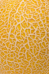 Melon skin texture close up. Summer background