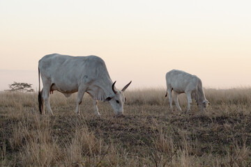 White ox or bull grazing on a farm, with thin pastures and clear, cloudless sky, during the late afternoon.
