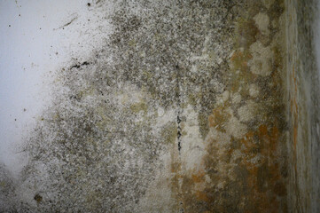 Gray mold and fungus on the wall of the room, the effects of high and excessive humidity in the...