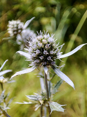 macro photo of the eryngium in the field