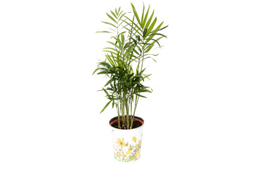Areca palm in a pot, isolated on white background. Dypsis lutescens (golden fruit palm, areca palm, or bamboo palm) is a tropical species of palm native to Madagascar and used as an ornamental plant.