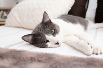 Fototapeta na wymiar A lovely gray and white cat with green eyes lying on a bed in a bedroom. Wellbeing concept.