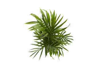 Areca palm top view, isolated on white background. Dypsis lutescens (golden fruit palm, areca palm, or bamboo palm) is a tropical species of palm native to Madagascar and used as an ornamental plant.
