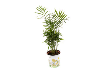 Fototapeta na wymiar Areca palm in a pot, isolated on white background. Dypsis lutescens (golden fruit palm, areca palm, or bamboo palm) is a tropical species of palm native to Madagascar and used as an ornamental plant.