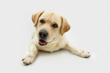  Portrait cure labrador retriever dog tilting head side lying down. Isolated on white background