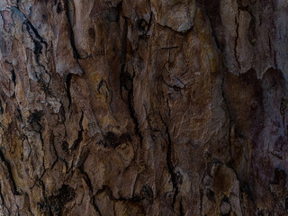 bark of a tree close up