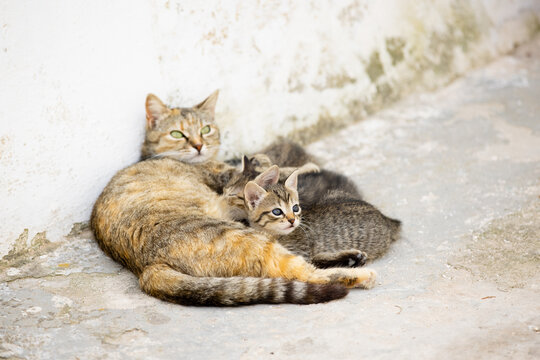 Cat family. Mother lays with coubs together at the street.