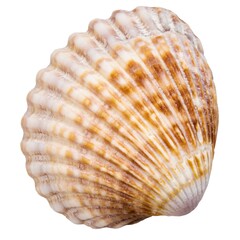 Bivalve mollusc shell isolated on white background