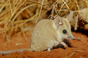 The fat-tailed dunnart (Sminthopsis crassicaudata) is a species of mouse-like marsupial of the Dasyuridae, the family that includes the little red kaluta, quolls, and the Tasmanian devil.