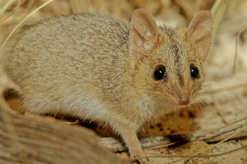 Red-cheeked dunnart