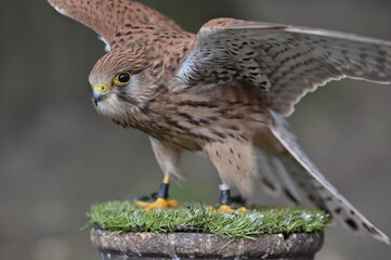 common kestrel with open wings
