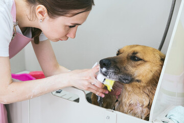 young woman master groomer washing  big red dog in the shower