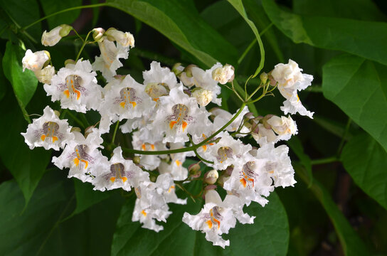 White flowers  of the Northern Catalpa tree (Catalpa speciosa) or Cigar Tree  . Landscaping and growing trees concept.