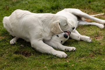 White Golden Retriever young dogs lying down on the grass plying and biting. Happy dogs outside.