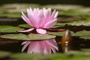 Pink lotus water lily flower and green leaves in pond