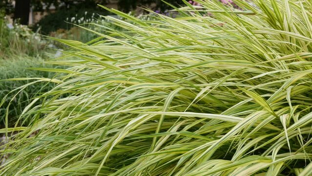  Japanese forest grass, Hakonechloa macra aureola