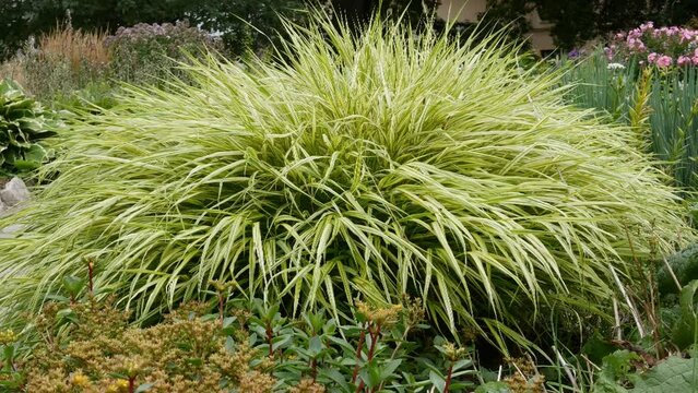 Ornamental Grass - Hakonechloa macra- in garden
