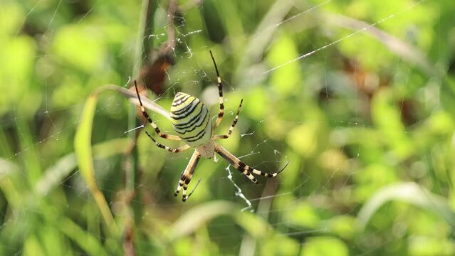 Large mature female Argiope Bruennichi spider or wasp spider with black and yellow paws and a multicolored striped belly lurked in her web in the grass in the meadow