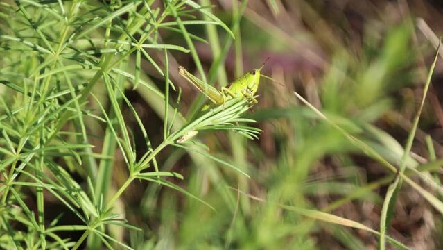 Euthystira brachyptera green large female grasshopper with crimson small undeveloped wings with one remaining hind leg moves her paws repeatedly and tries to stay on a blade of grass
