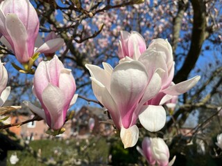 Blühende Magnolie (Magnolia)
