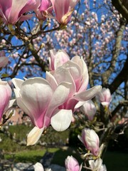 Blühende Magnolie (Magnolia)