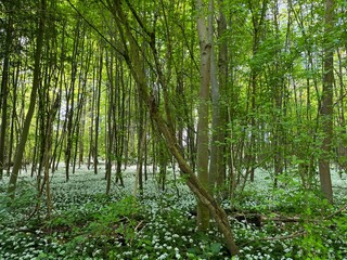 Blühender Bärlauch im Wald