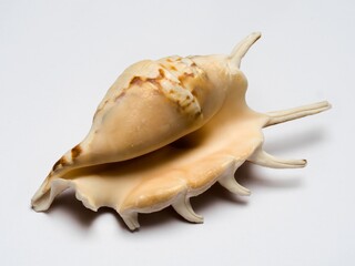 Seashell  - spider conch (Lambis lambis), isolated on white background, exotic sea shel with spikes, beige with a brown pattern