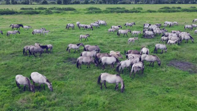 Aerial view of Tarpan horses in nature. Wild horses. Wildlife and nature background. Herd of wild horses Tarpan on the pasture. Wlld life concepts.