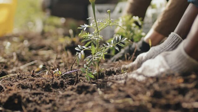 Close-up of cropped gardener with hands in frame only planting seedling in soil outdoors on sunny day
