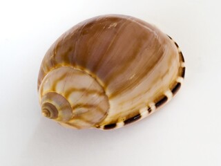 Marine mollusc shell, helmet type, on the white background, close up