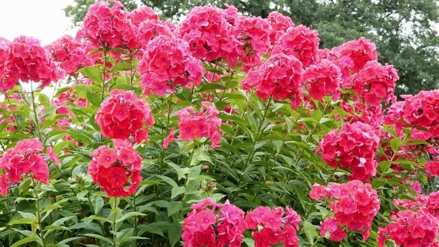 Red phlox paniculata in the garden.