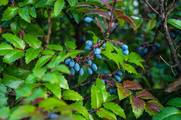 An ornamental bush with blue berries. Mahonia aquifolium, dogwood, barberry. Barberry Thunberg