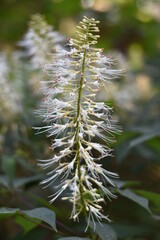 Blühende Strauch-Rosskastanie (Aesculus parviflora)