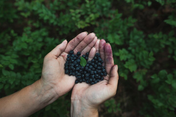 Close-up of woman hands holding blueberries in the palm. Harvesting blueberries fruit in the forest. 