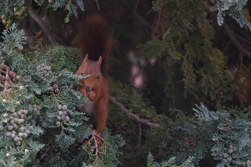 Red squirrel eating