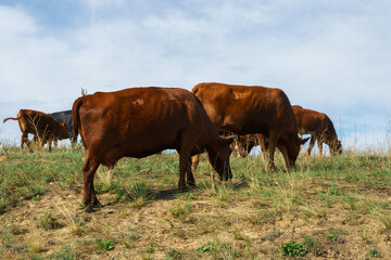 Fototapeta na wymiar Cows graze in the field