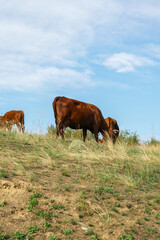 Cows graze in the field