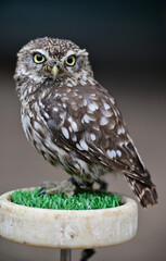 Eurasian pygmy owl trained animals