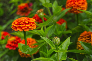 red and yellow flower