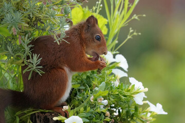 red squirrel eating