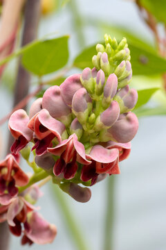 American groundnut flower (Apios americana)	