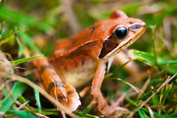 Grenouille rousse 2