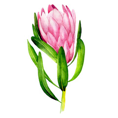 watercolor illustration.  tropical flower protea. bright flower of protea pink color isolated on white background. clipart